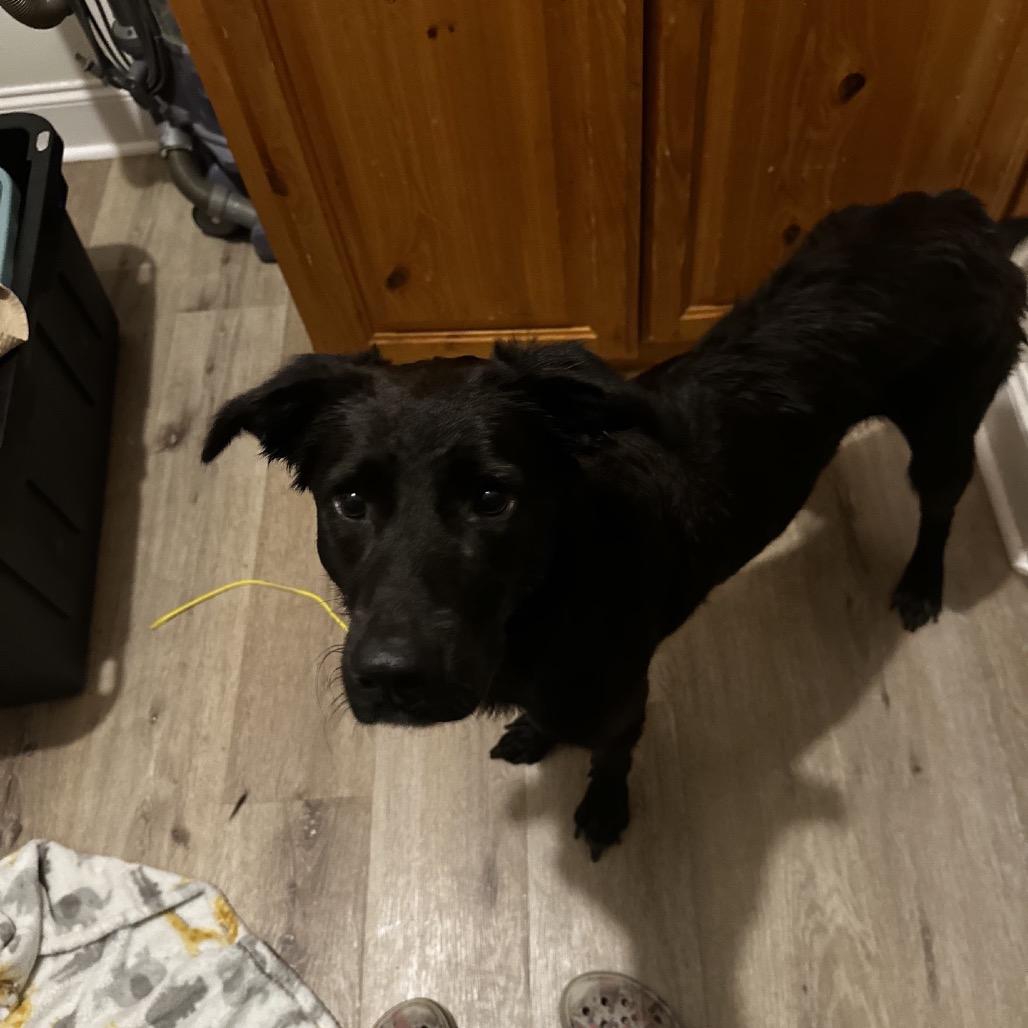 Indie, Adoptable, Adult Female Flat-Coated Retriever & Mixed Breed.