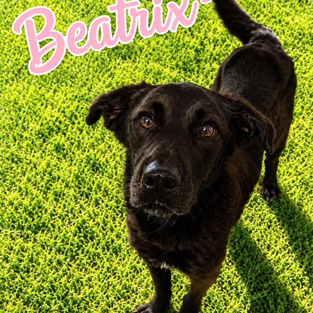 Enlarge Indie, a Adoptable mixed breed in Baton Rouge, LA image 2/5