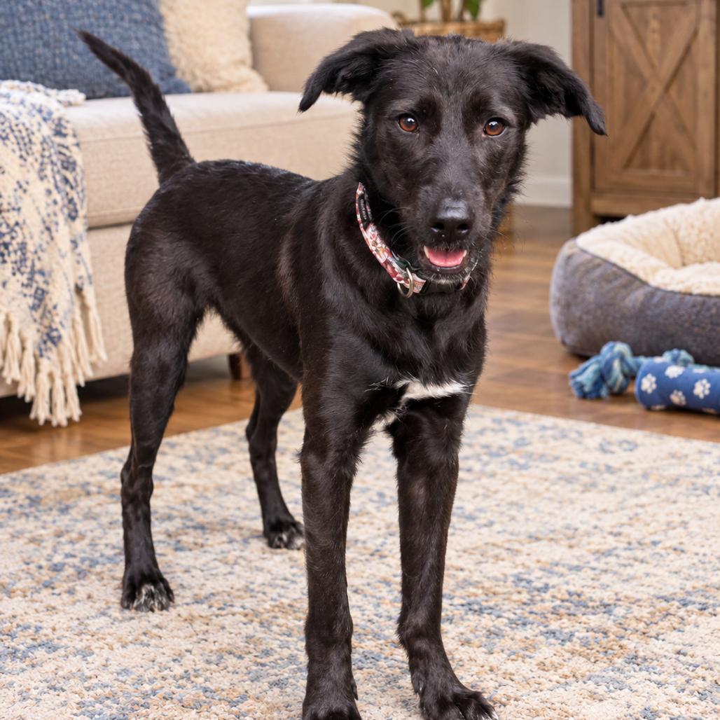 Enlarge Indie, a Adoptable mixed breed in Baton Rouge, LA image 3/5