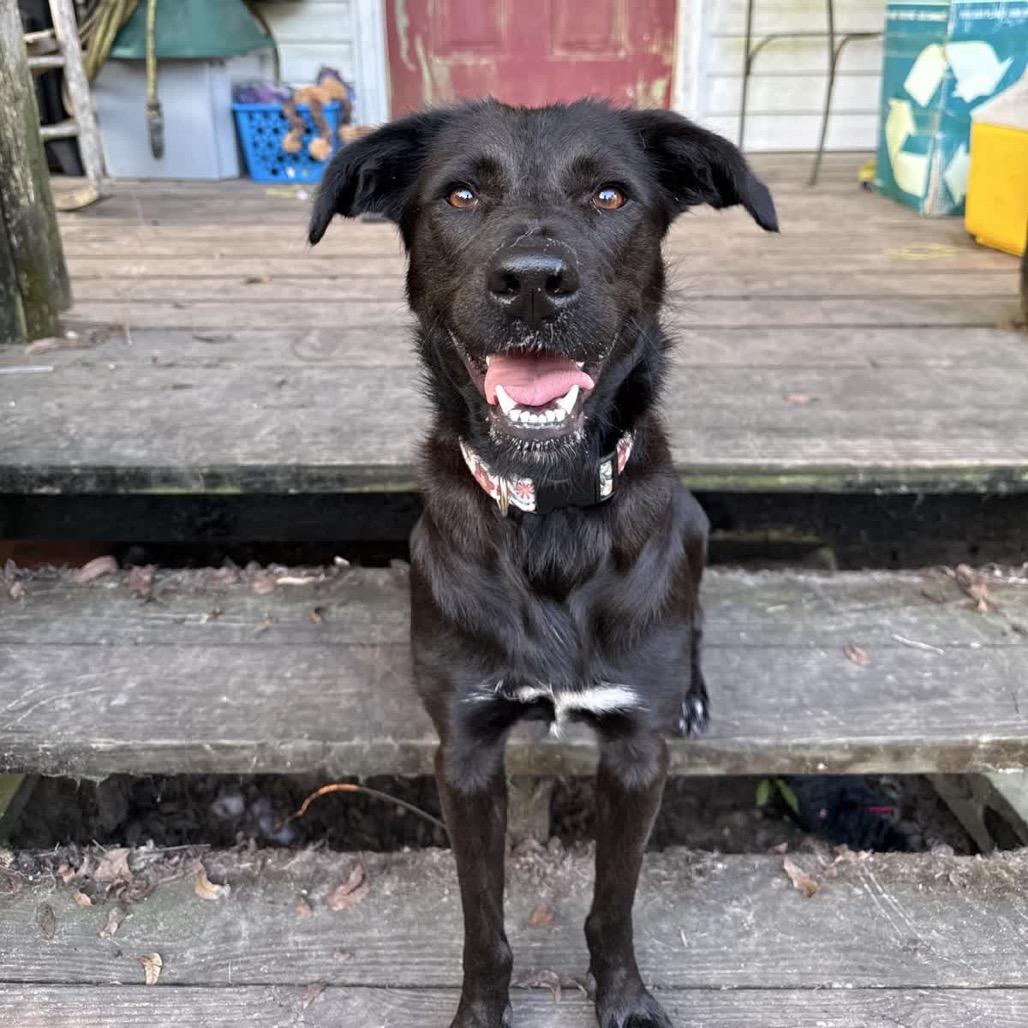 Enlarge Indie, a Adoptable mixed breed in Baton Rouge, LA image 4/5
