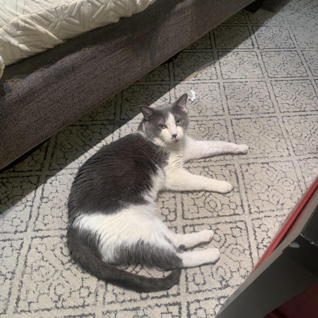 Pudding Pop — thumbnail 2