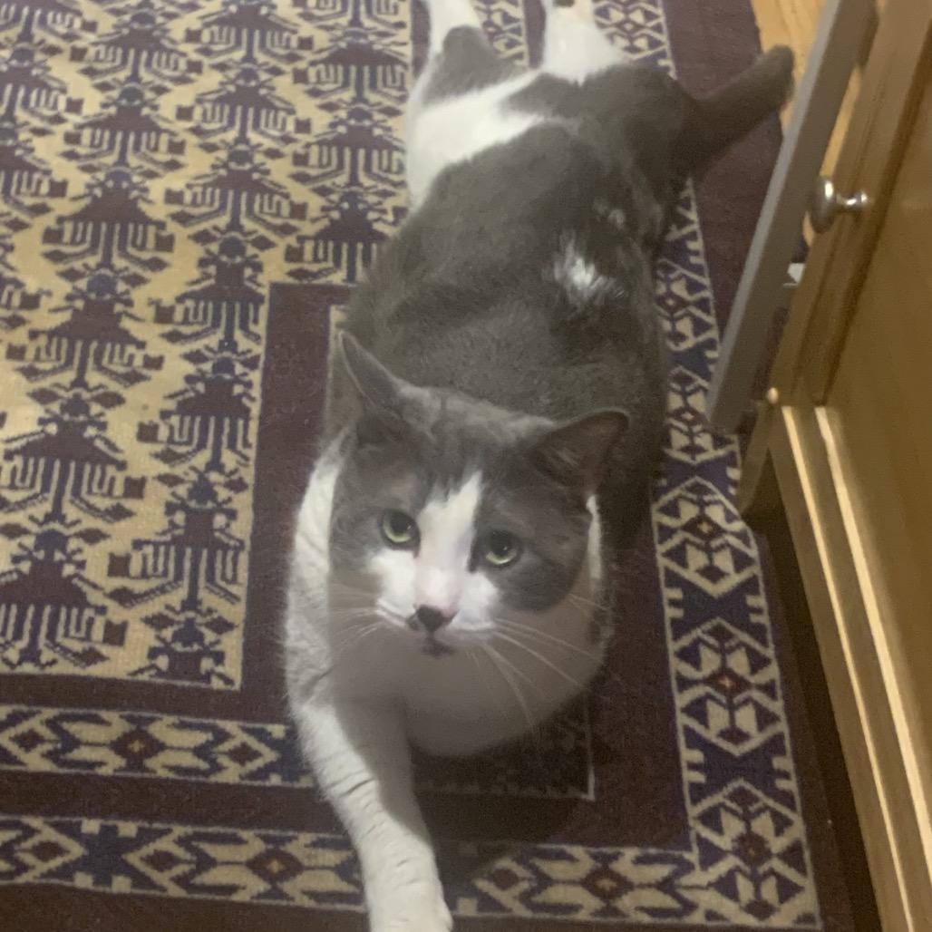 Pudding Pop — thumbnail 3