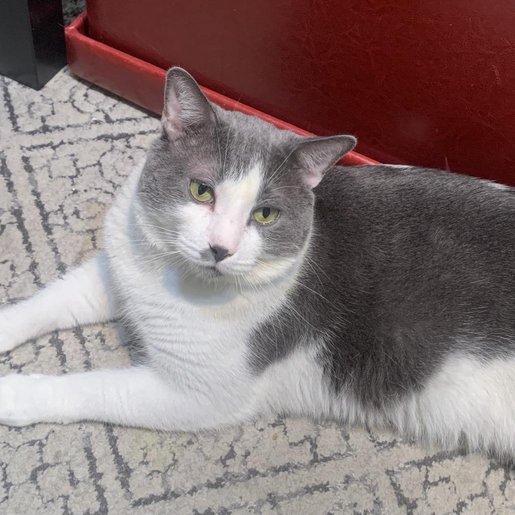 Pudding Pop — thumbnail 4