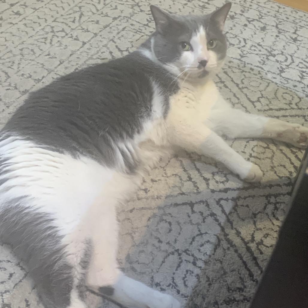 Pudding Pop — thumbnail 5