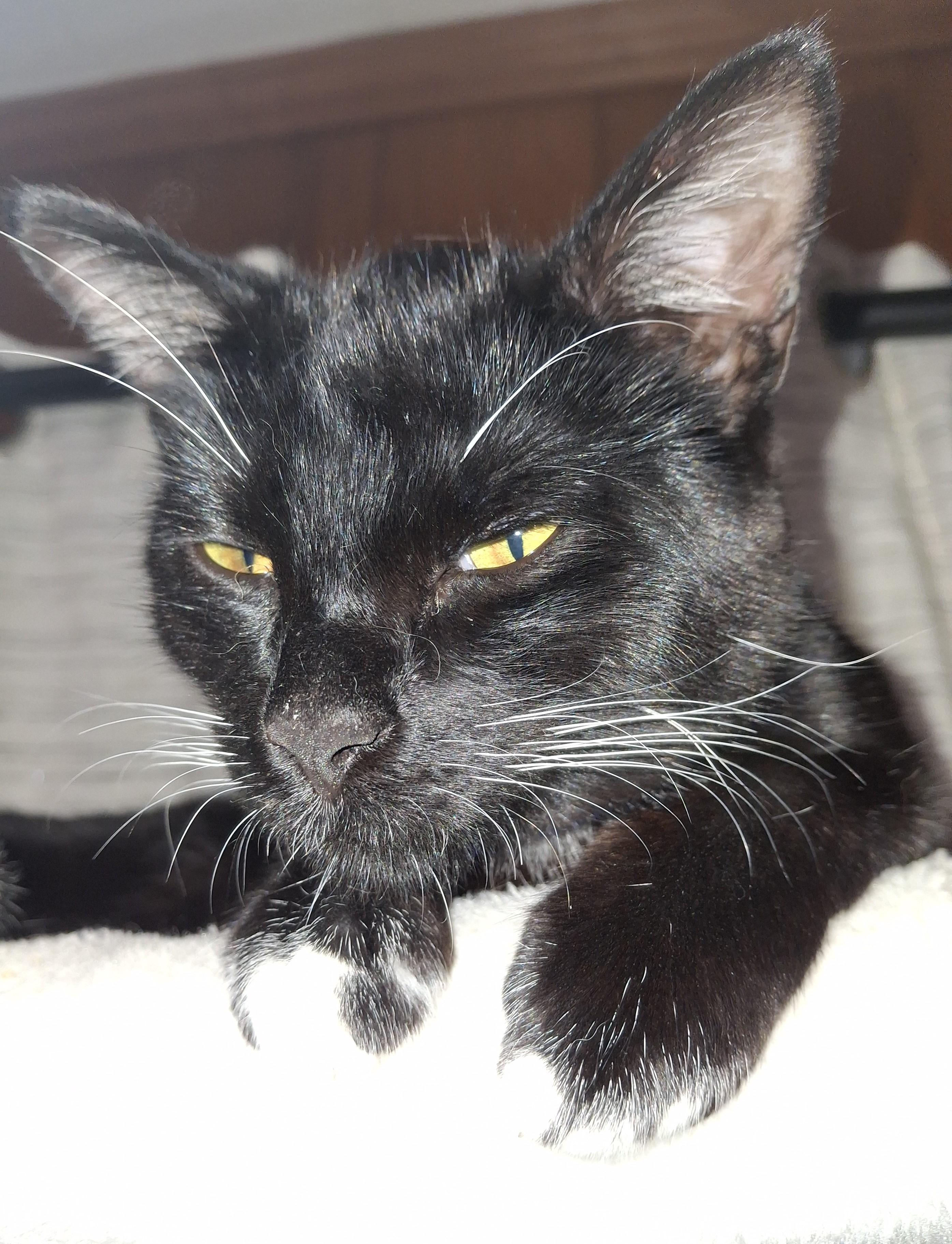 Oreo, a Adoptable Domestic Short Hair in Lawrenceville, GA image 1/2