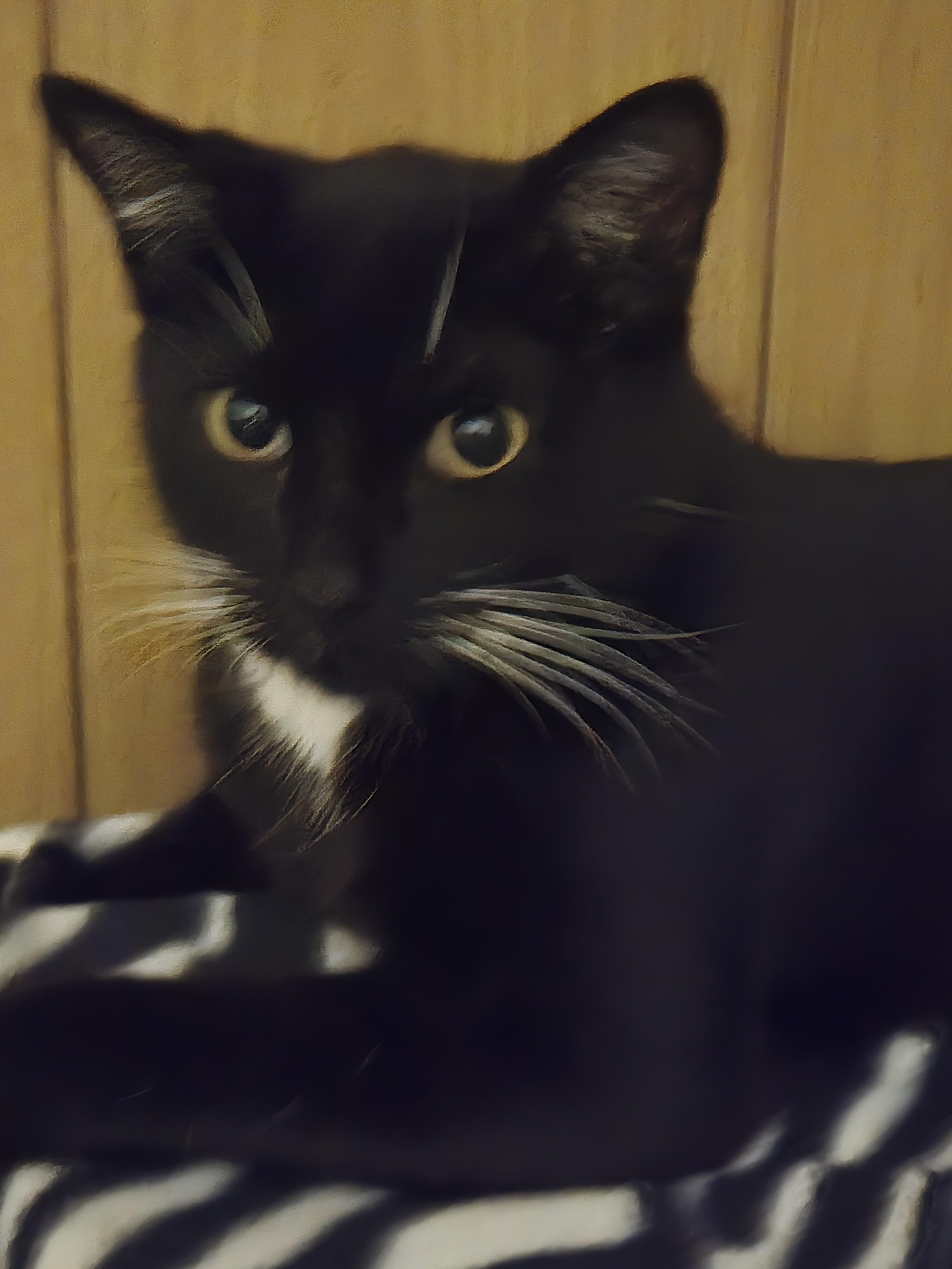 Oreo, a Adoptable Domestic Short Hair in Lawrenceville, GA image 2/2