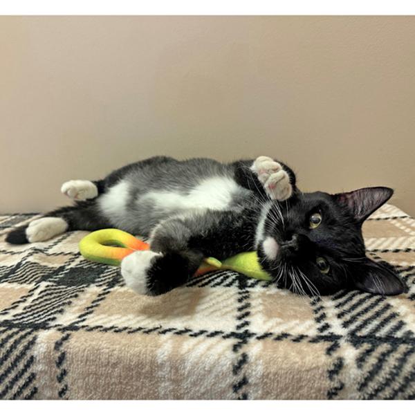 Fry, a Adoptable mixed breed in Walnut Creek, CA image 1/2