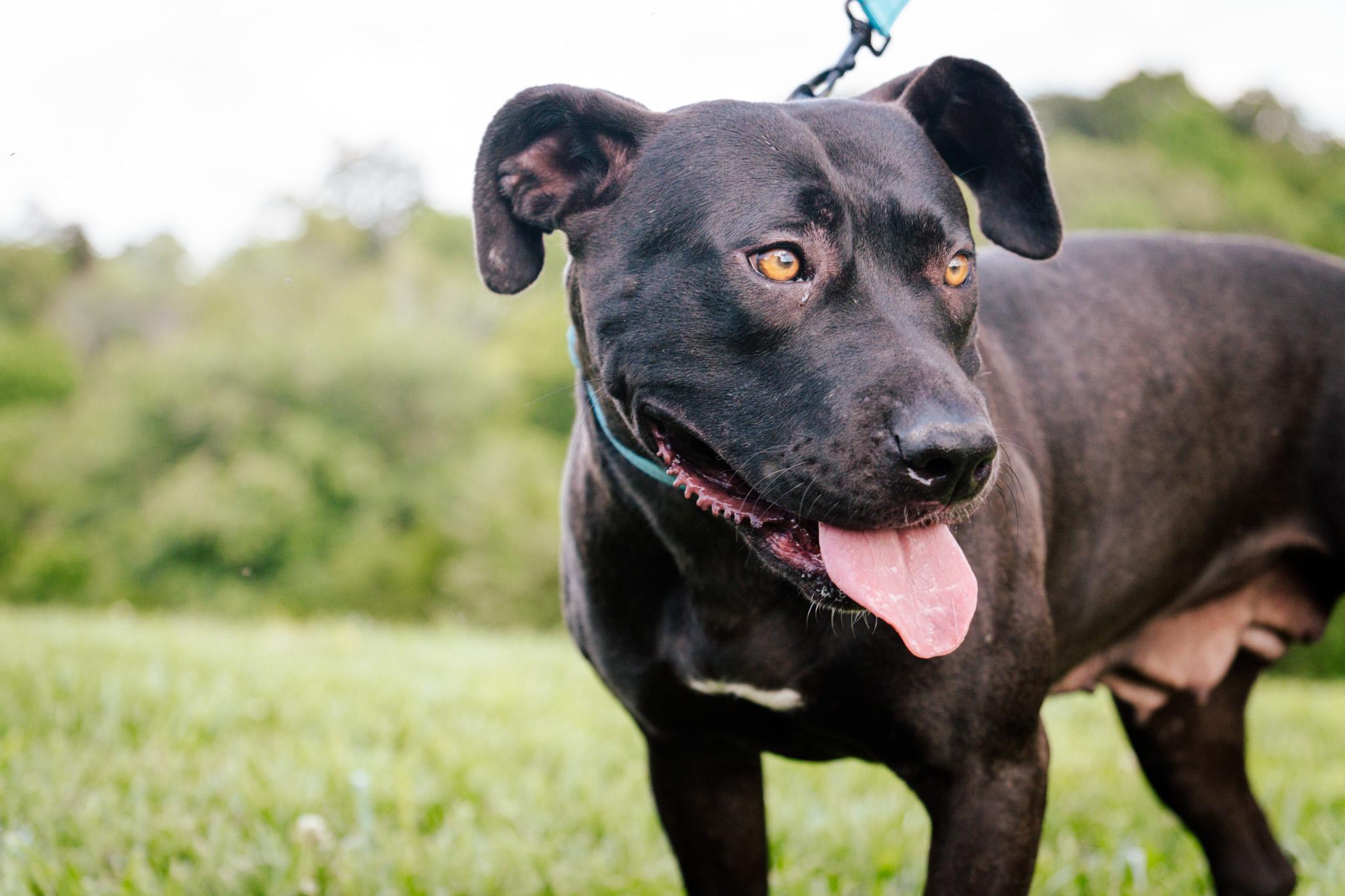 Karen  Transport thumbnail 2