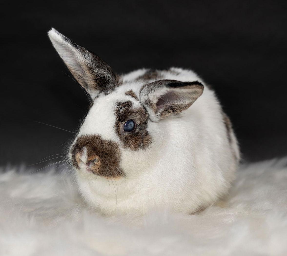 Shenandoah, Adoptable, Young Female English Spot & Holland Lop.