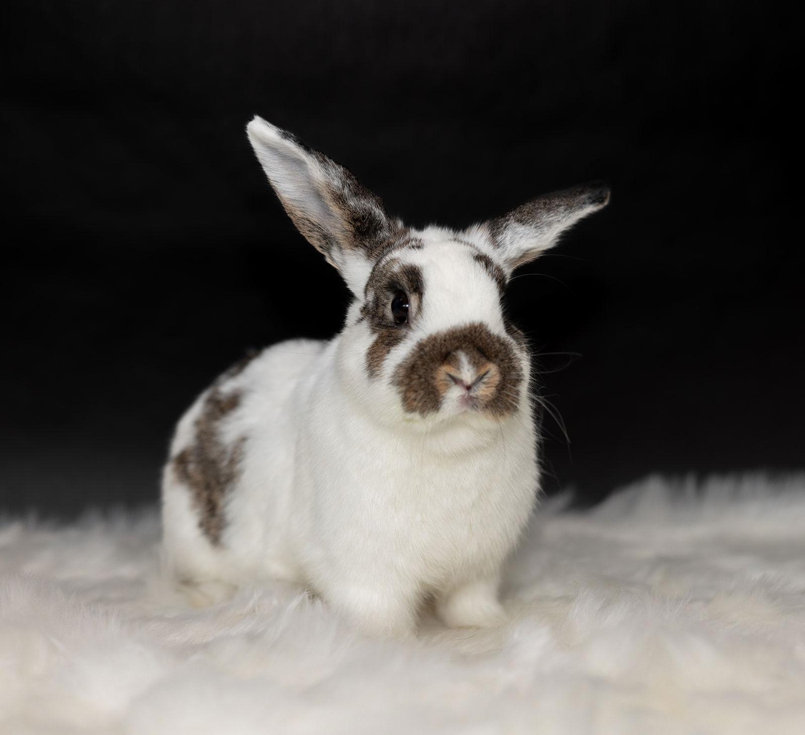 Shenandoah, Adoptable, Young Female English Spot & Holland Lop.