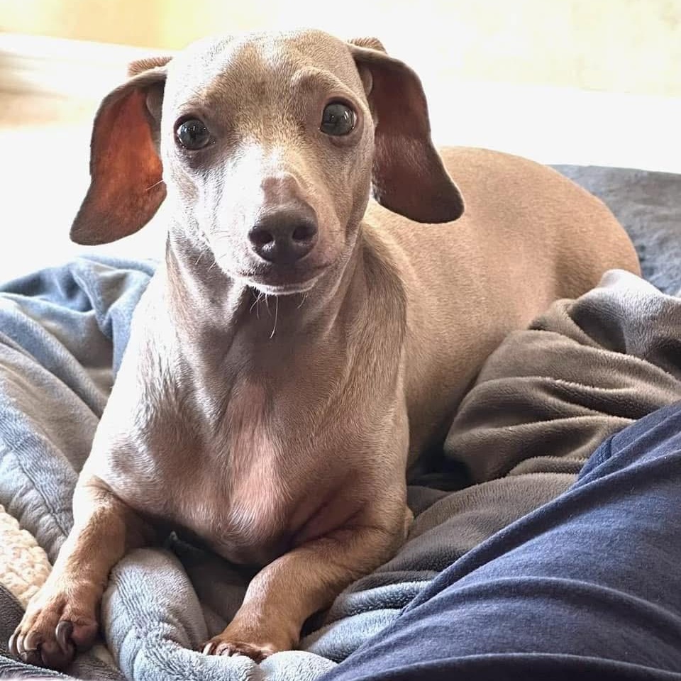 Enlarge Aspen, a Adopted Dachshund in Burbank, CA image 1/3