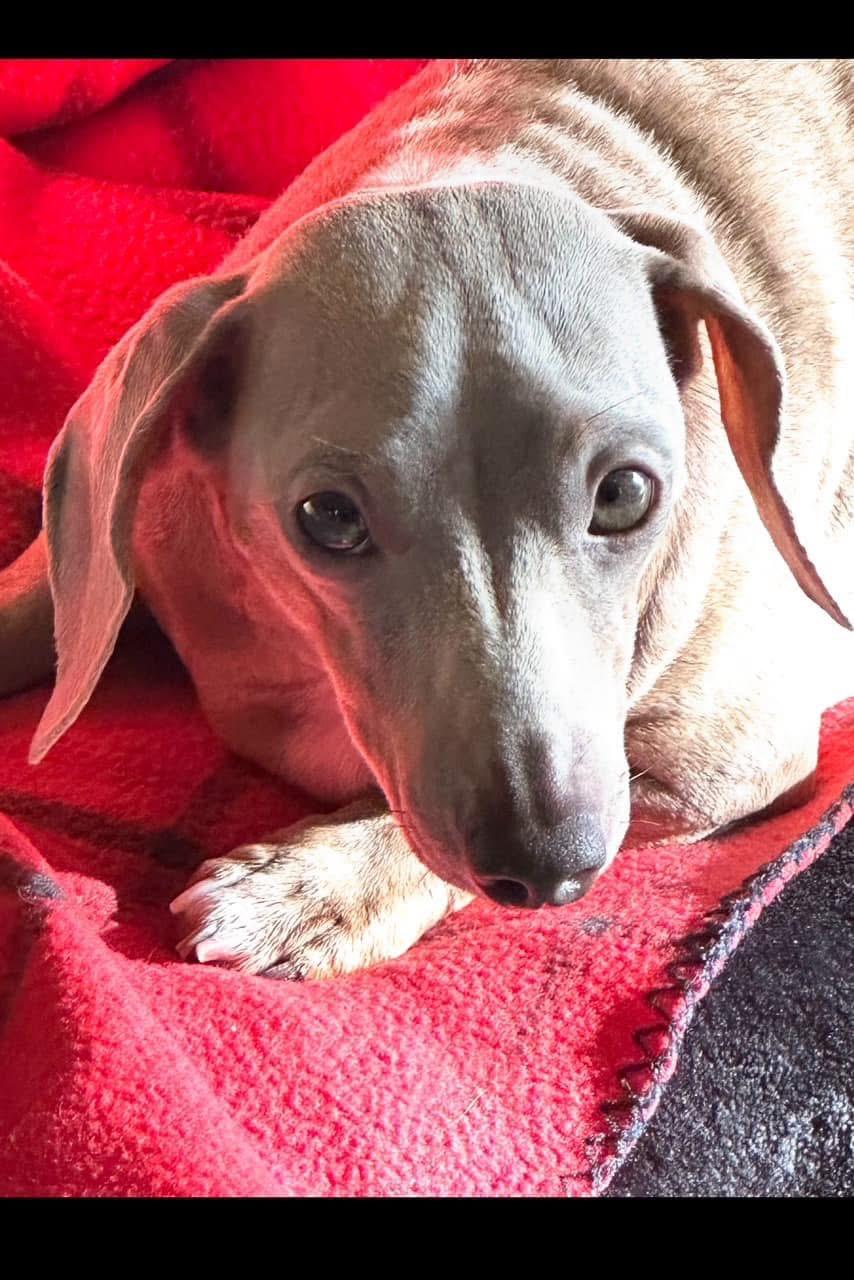 Enlarge Aspen, a Adopted Dachshund in Burbank, CA image 2/3