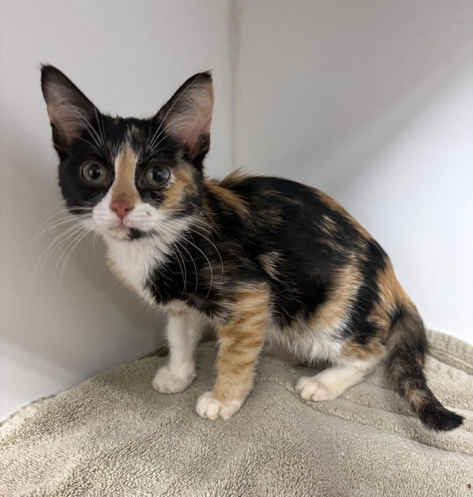 Stella, Adoptable, Kitten Female Domestic Short Hair.