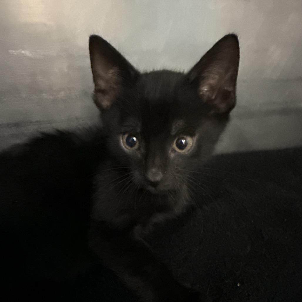 Enlarge Lock, a Adoptable Domestic Short Hair in Troy, VA image 1/4