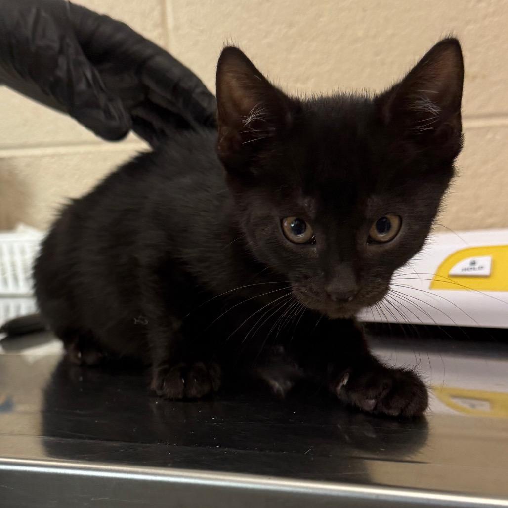 Enlarge Lock, a Adoptable Domestic Short Hair in Troy, VA image 2/4
