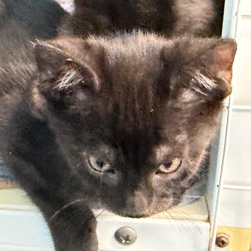 Enlarge Lock, a Adoptable Domestic Short Hair in Troy, VA image 3/4