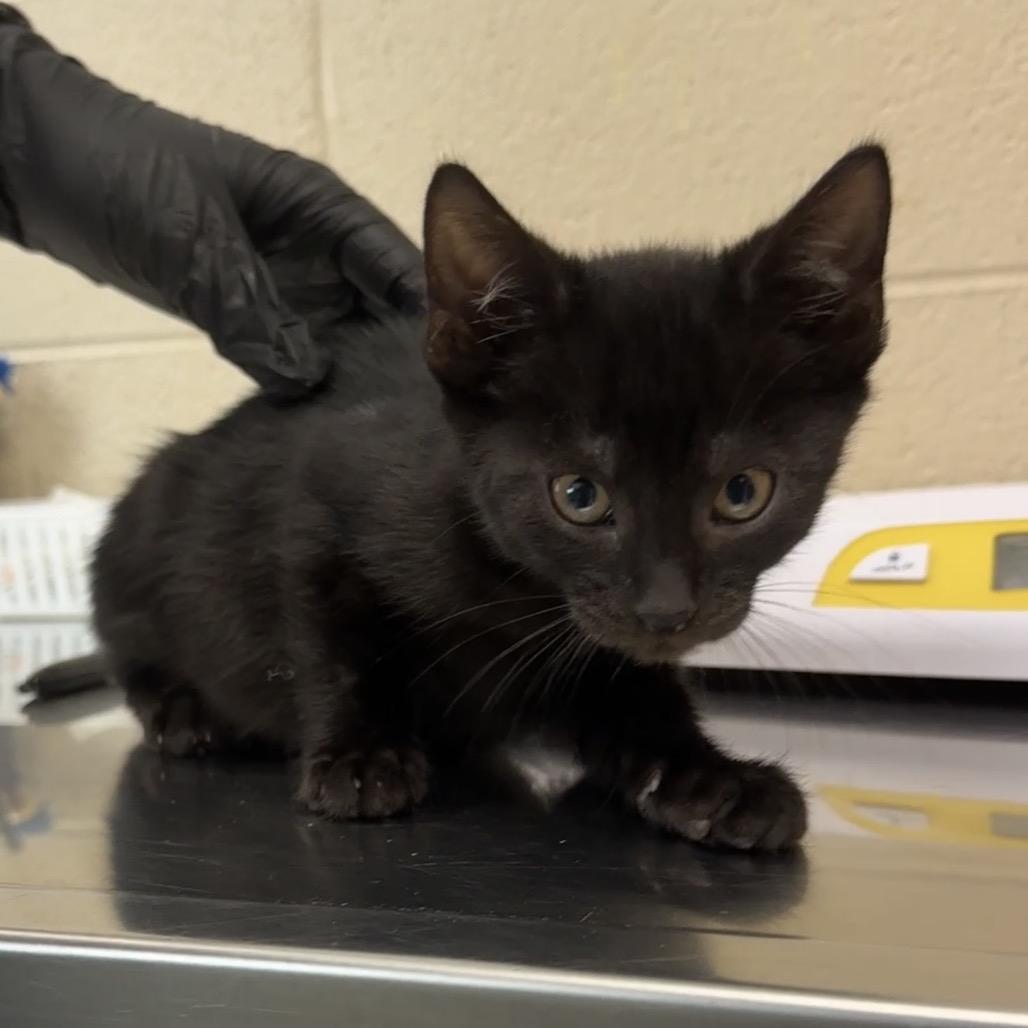 Enlarge Lock, a Adoptable Domestic Short Hair in Troy, VA image 4/4