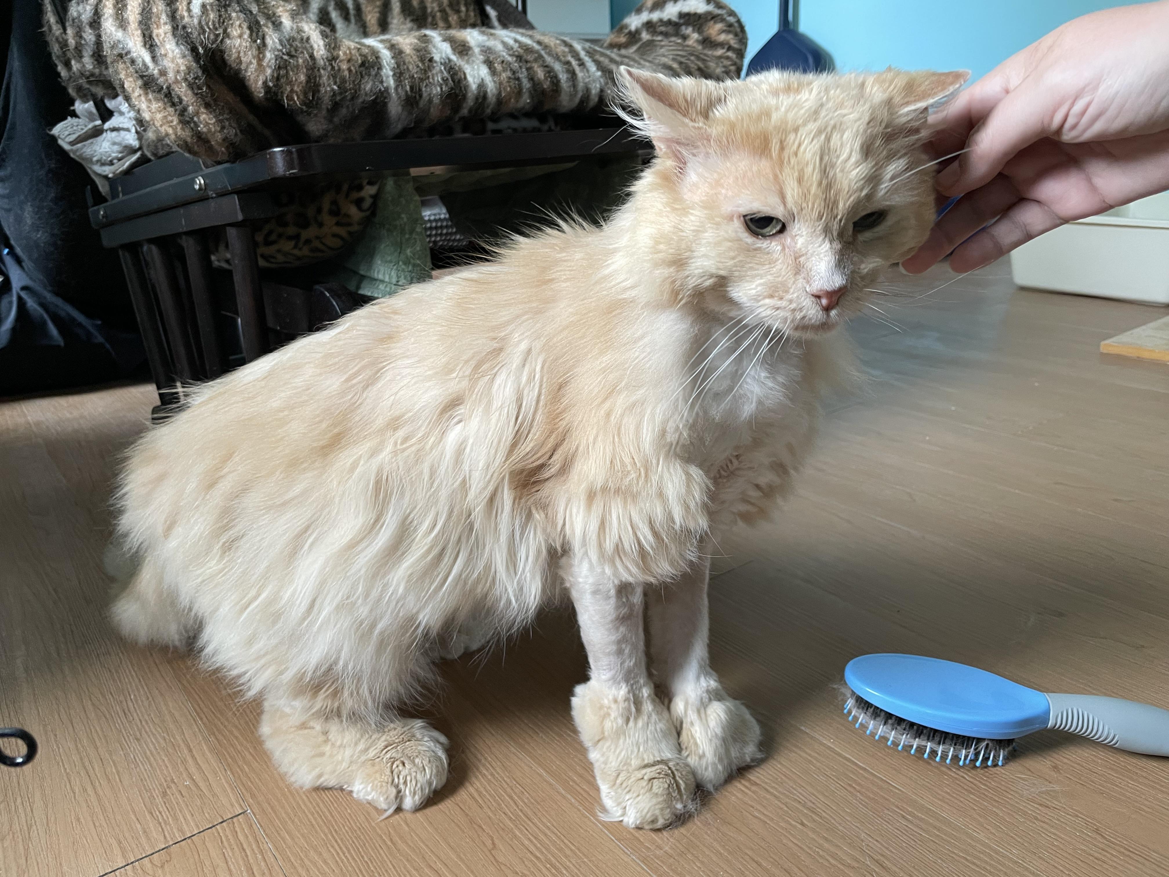 Nanook, an adopted Domestic Long Hair in Wells, ME image 3/3