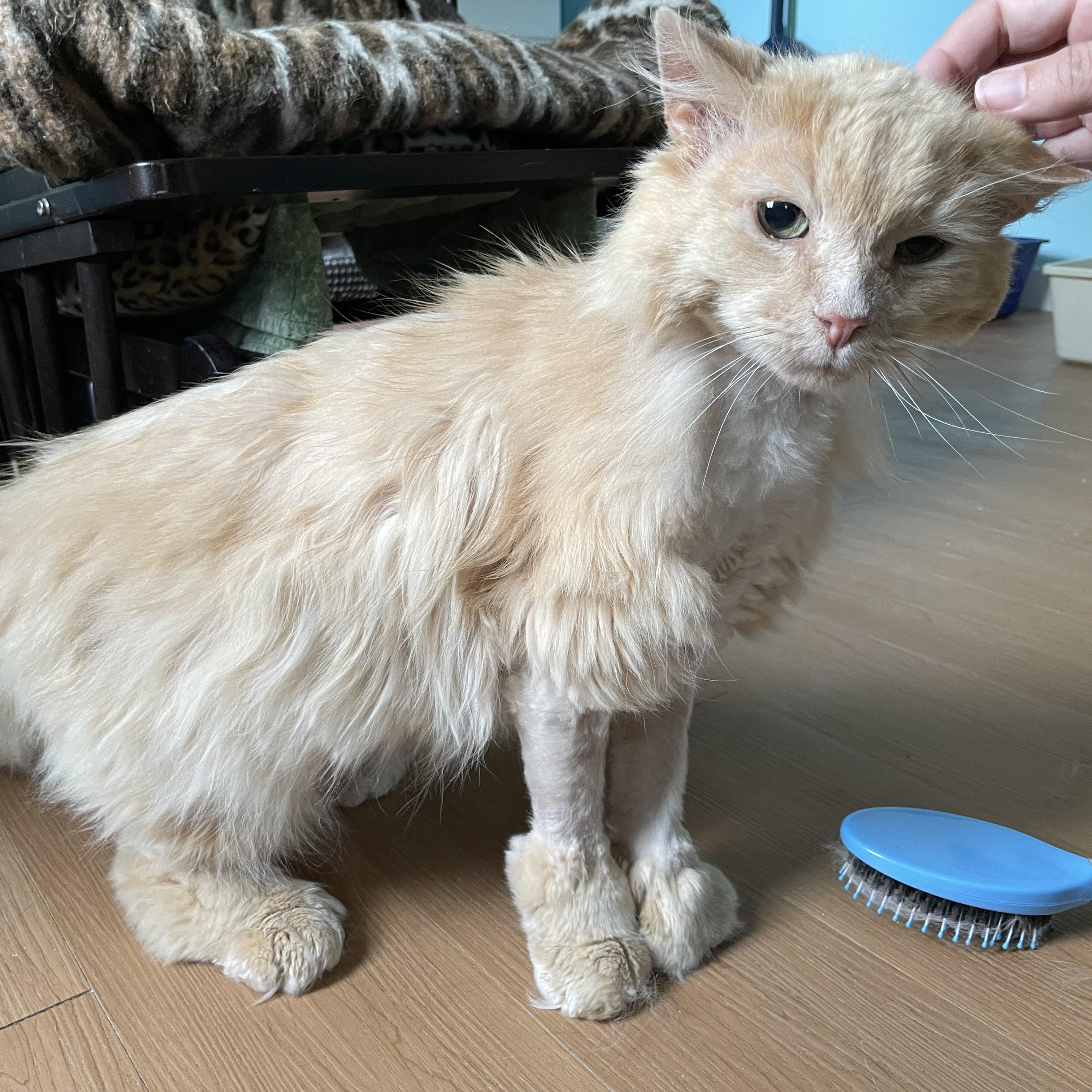 Nanook, an adopted Domestic Long Hair in Wells, ME image 1/3