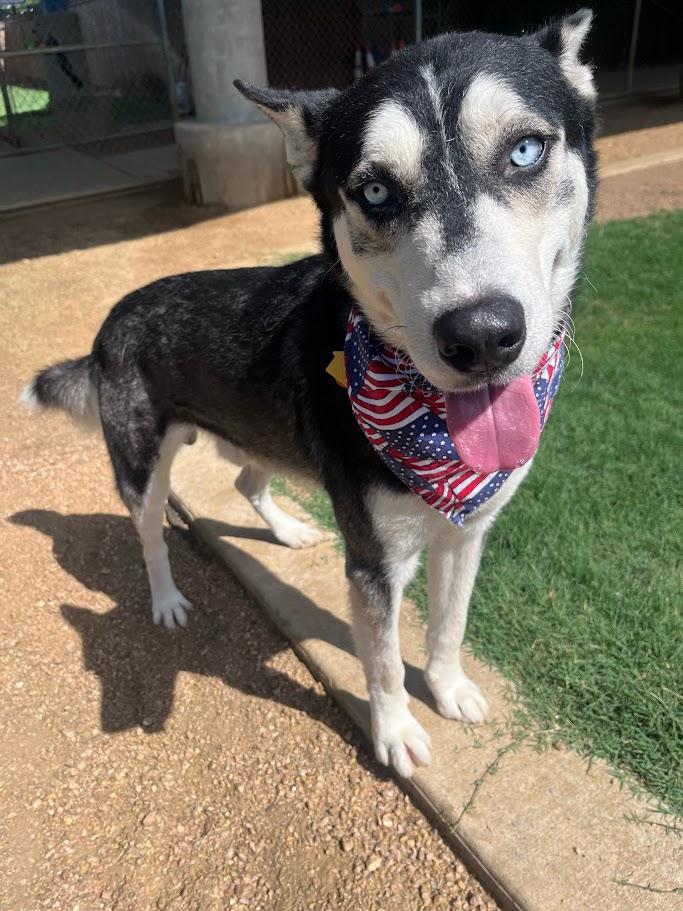 Enlarge Laramie A218475 VIP, a Adoptable Siberian Husky in Plano, TX image 2/6