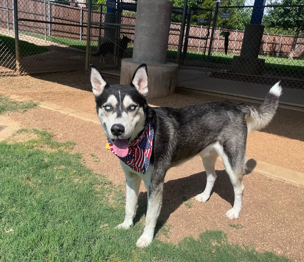 Enlarge Laramie A218475 VIP, a Adoptable Siberian Husky in Plano, TX image 4/6