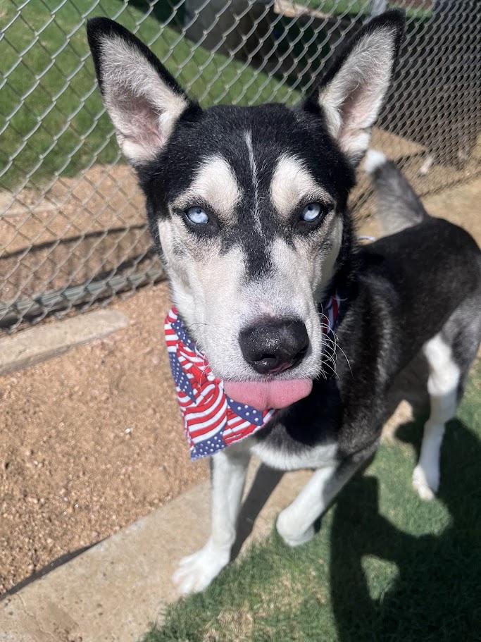 Enlarge Laramie A218475 VIP, a Adoptable Siberian Husky in Plano, TX image 5/6