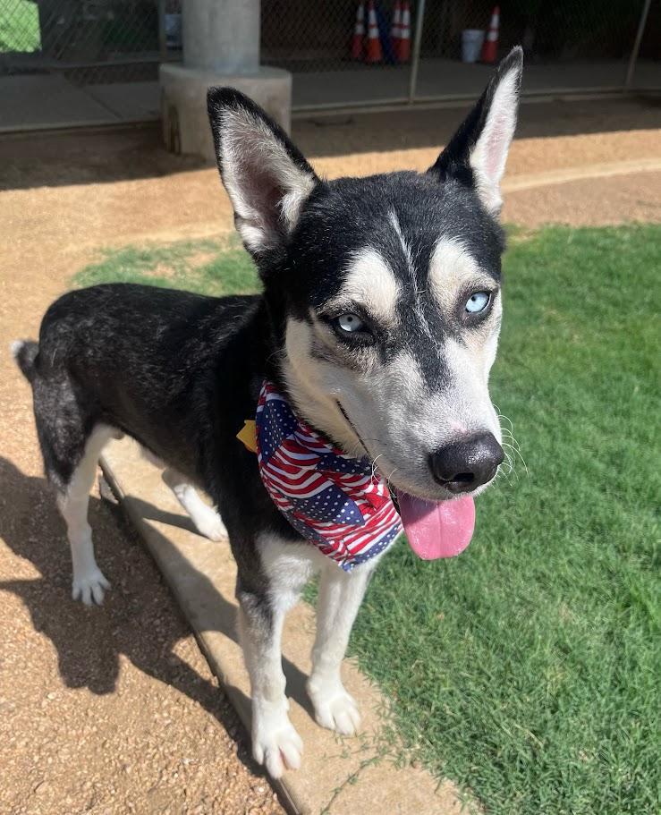 Enlarge Laramie A218475 VIP, a Adoptable Siberian Husky in Plano, TX image 3/6