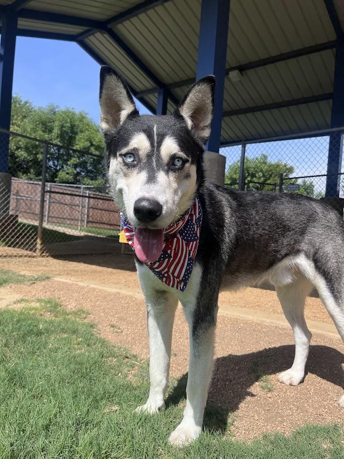 Enlarge Laramie A218475 VIP, a Adoptable Siberian Husky in Plano, TX image 6/6