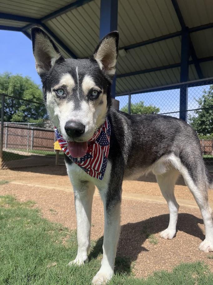 Laramie A218475 VIP, Adoptable, Adult Male Siberian Husky.