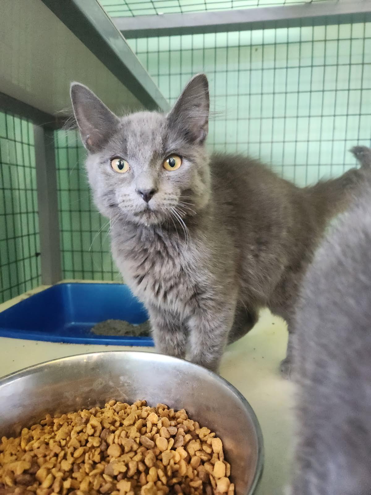 Enlarge Lemon, a Adopted Domestic Short Hair in Crossville, TN image 1/1
