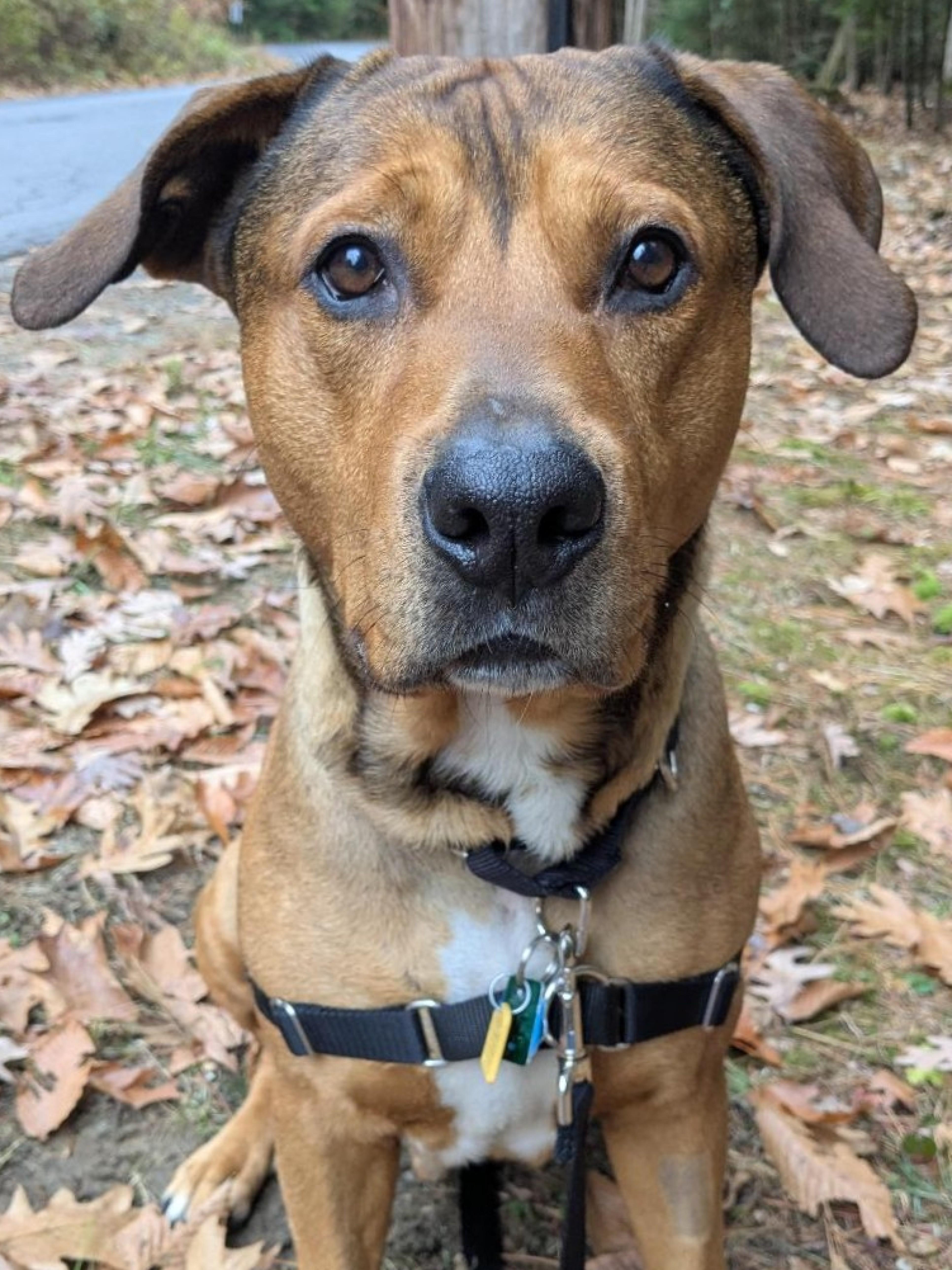Bandit, ADOPTABLE, Adult Male Mixed Breed.