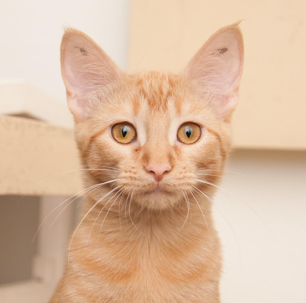 Saffron (adopted with Mango), Adopted, Kitten Female Tabby.
