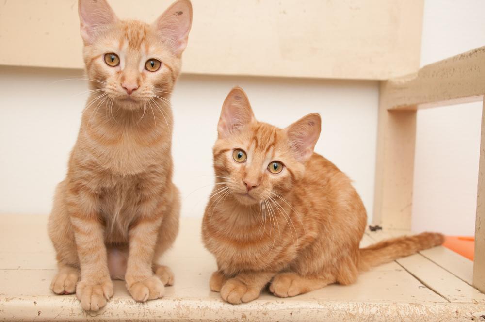 Enlarge Saffron (adopted with Mango), a Adopted Tabby in Westminster, CO image 2/5