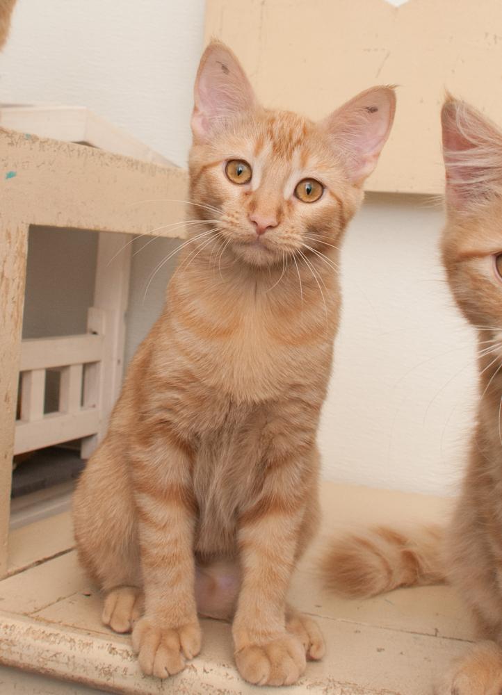 Enlarge Saffron (adopted with Mango), a Adopted Tabby in Westminster, CO image 4/5