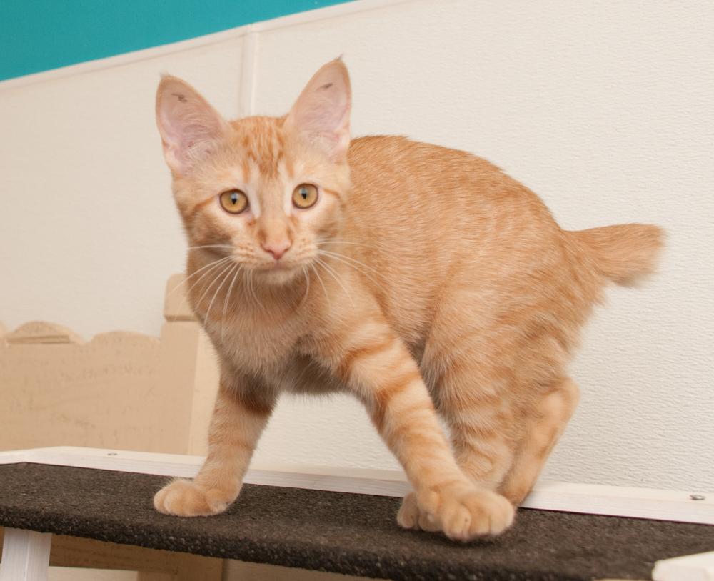 Enlarge Saffron (adopted with Mango), a Adopted Tabby in Westminster, CO image 5/5
