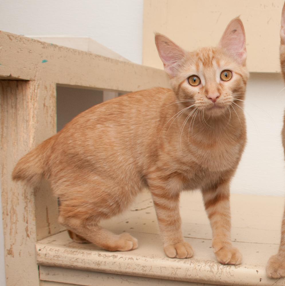 Enlarge Saffron (adopted with Mango), a Adopted Tabby in Westminster, CO image 3/5