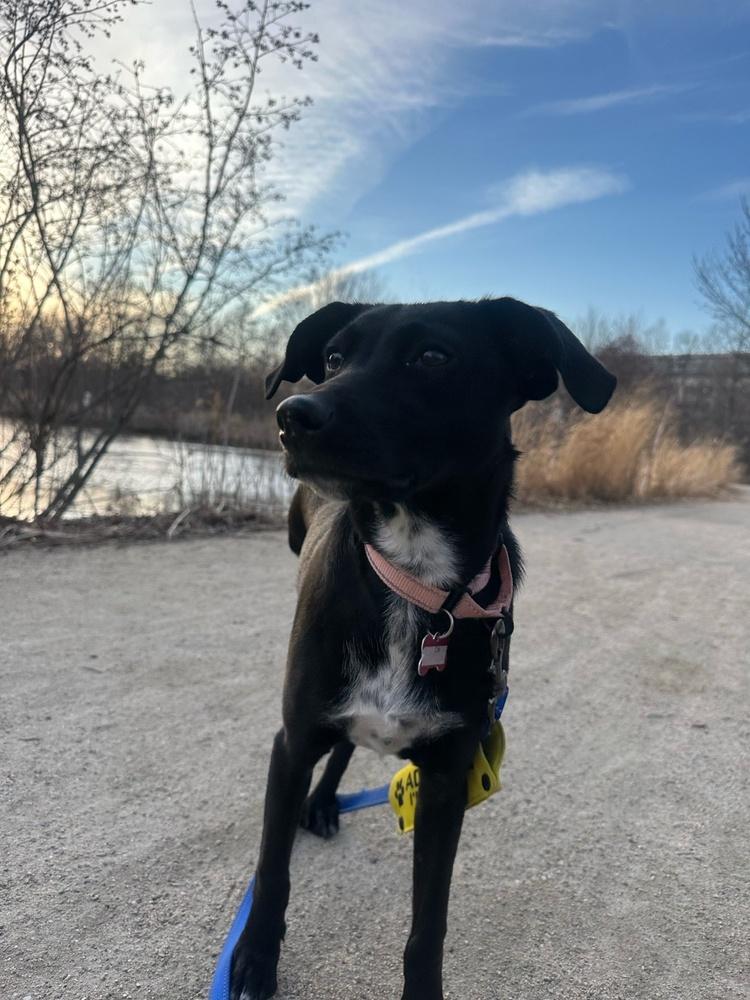 Elio, Adoptable, Puppy Male Terrier.