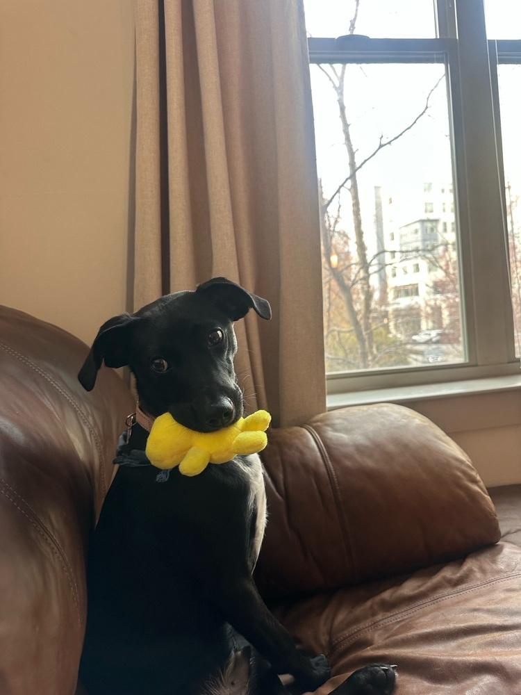 Enlarge Elio, a Adoptable mixed breed in Boston, MA image 2/6