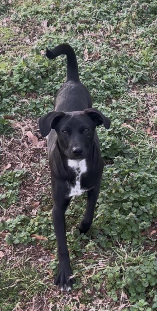 Enlarge Elio, a Adoptable mixed breed in Boston, MA image 1/6