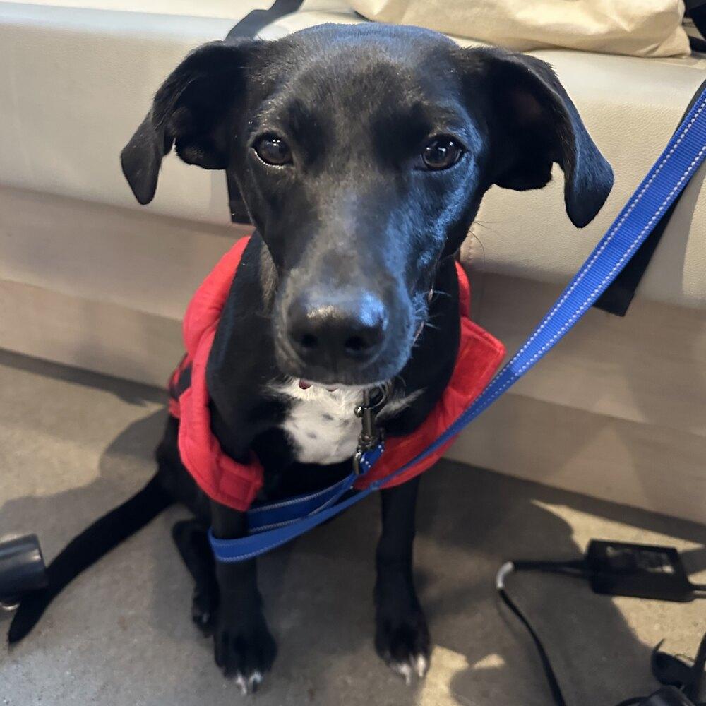 Enlarge Elio, a Adoptable mixed breed in Boston, MA image 2/6