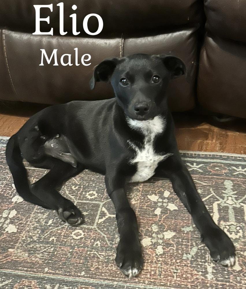 Enlarge Elio, a Adoptable mixed breed in Boston, MA image 3/6