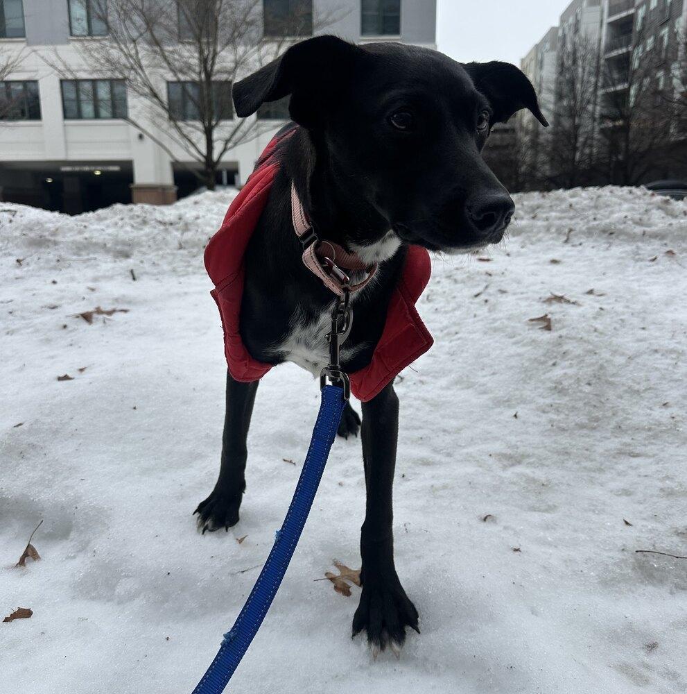 Enlarge Elio, a Adoptable mixed breed in Boston, MA image 3/6