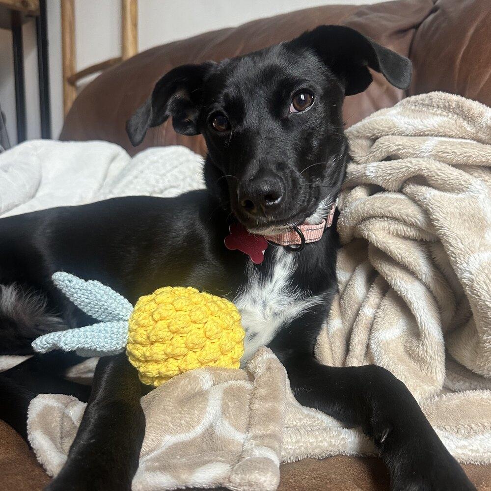 Enlarge Elio, a Adoptable mixed breed in Boston, MA image 4/6