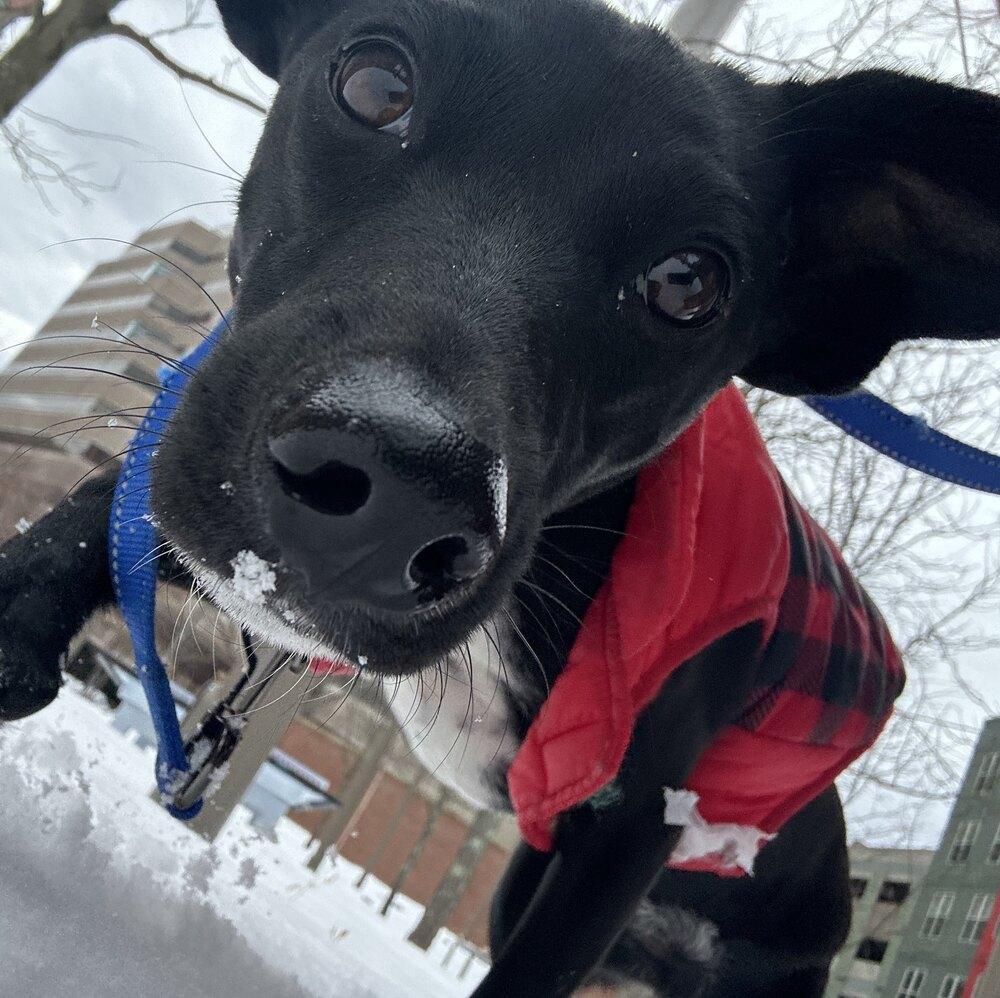Enlarge Elio, a Adoptable mixed breed in Boston, MA image 5/6