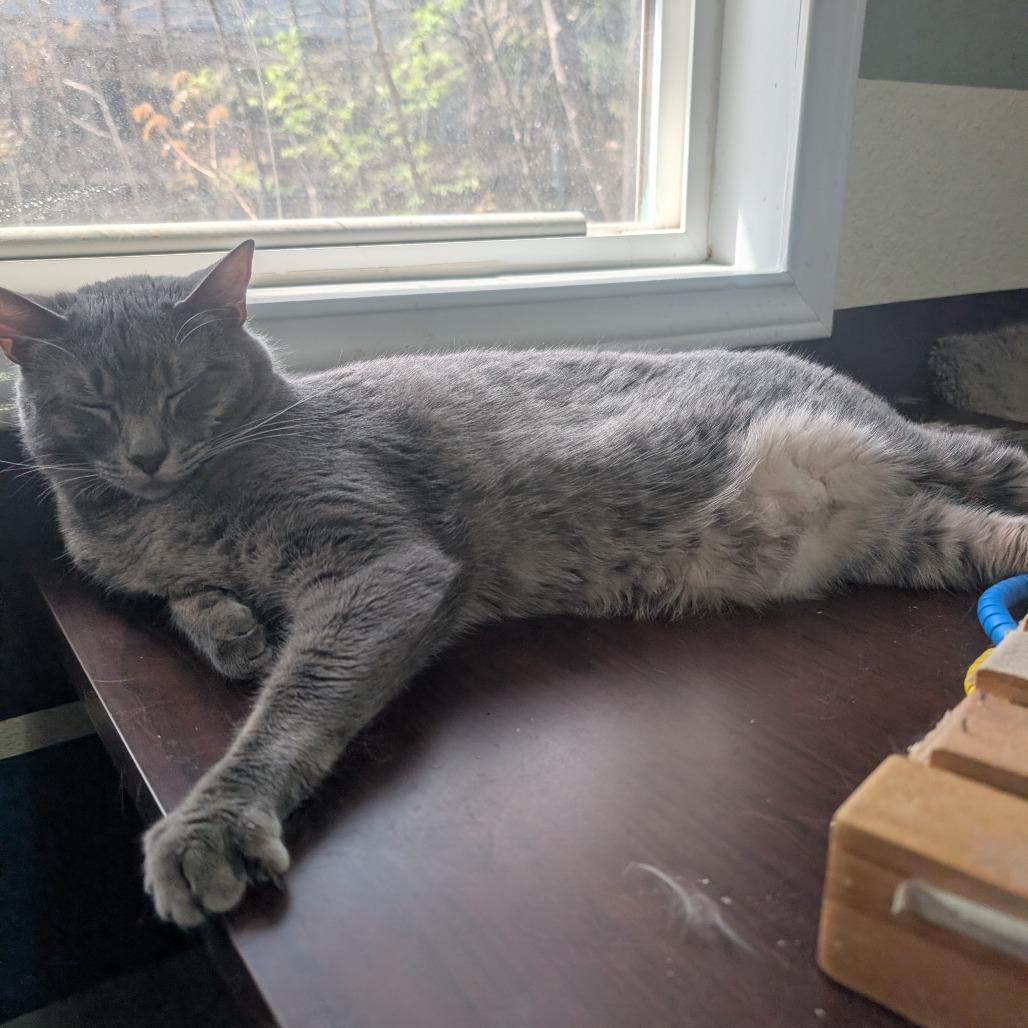 Midge 2, Adoptable, Adult Female Domestic Short Hair.