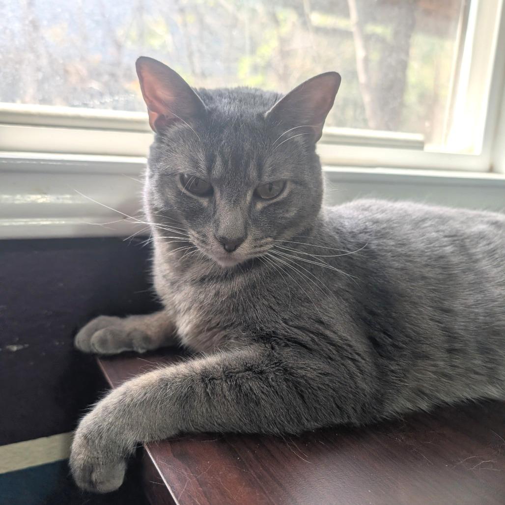 Enlarge Midge 2, a Adoptable mixed breed in Bulverde, TX image 2/3