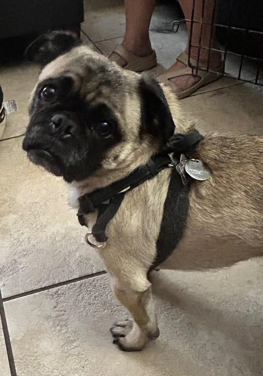 Enlarge Maddox - UPDATED BIO, a Adopted Pug in Mesa, AZ image 2/3