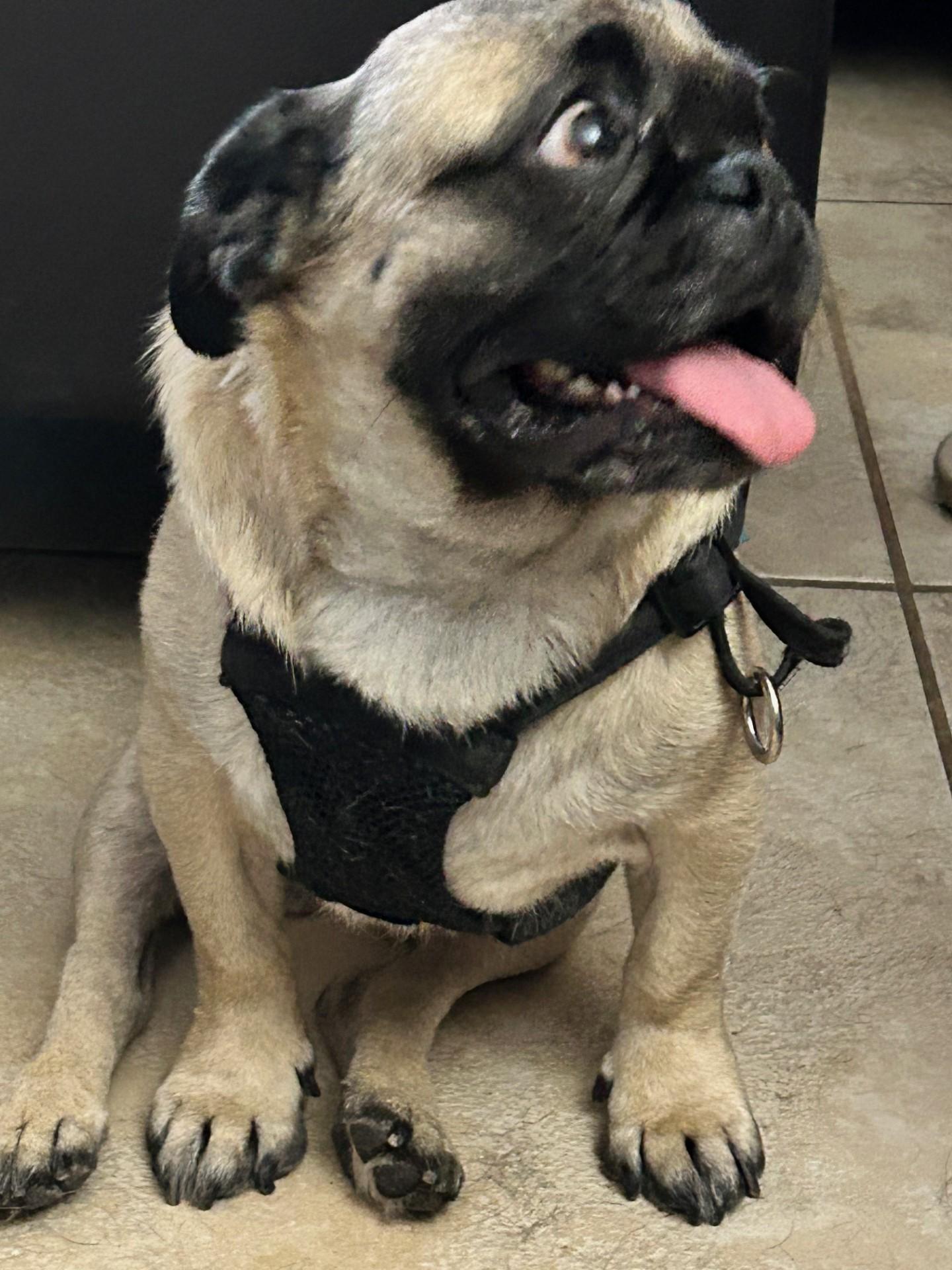 Enlarge Maddox - UPDATED BIO, a Adopted Pug in Mesa, AZ image 3/3