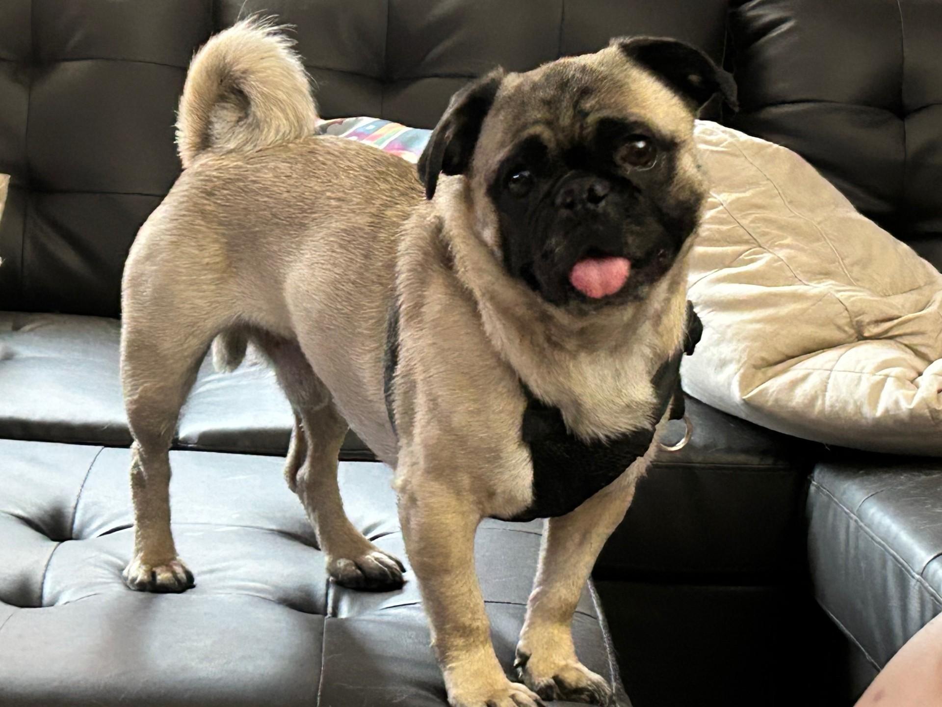 Maddox - UPDATED BIO, Adopted, Adult Male Pug.