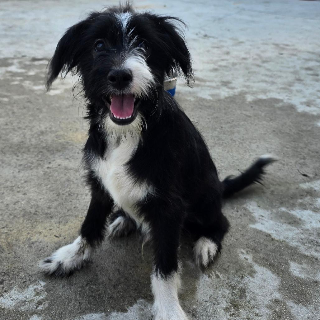 Enlarge Kairox, a Adoptable mixed breed in Kissimmee, FL image 1/1